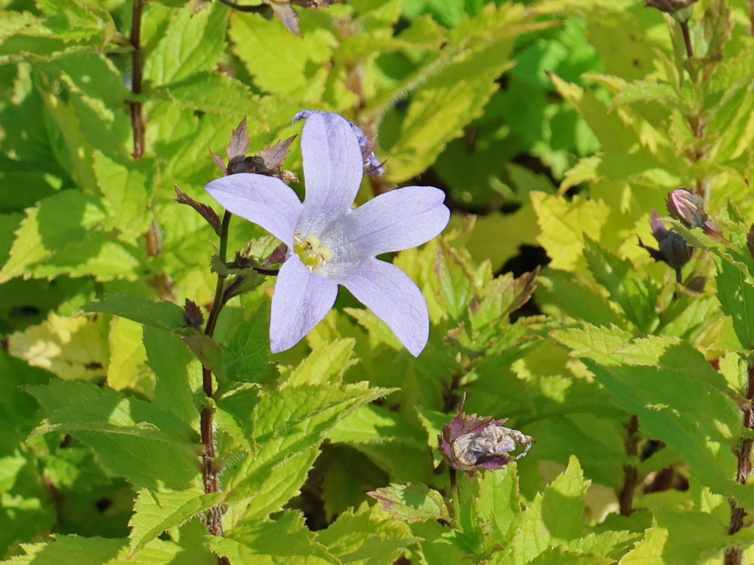 Dolden-Glockenblume 'Senior' - Campanula lactiflora 'Senior'