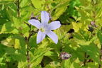 Dolden-Glockenblume 'Senior' - Campanula lactiflora 'Senior'