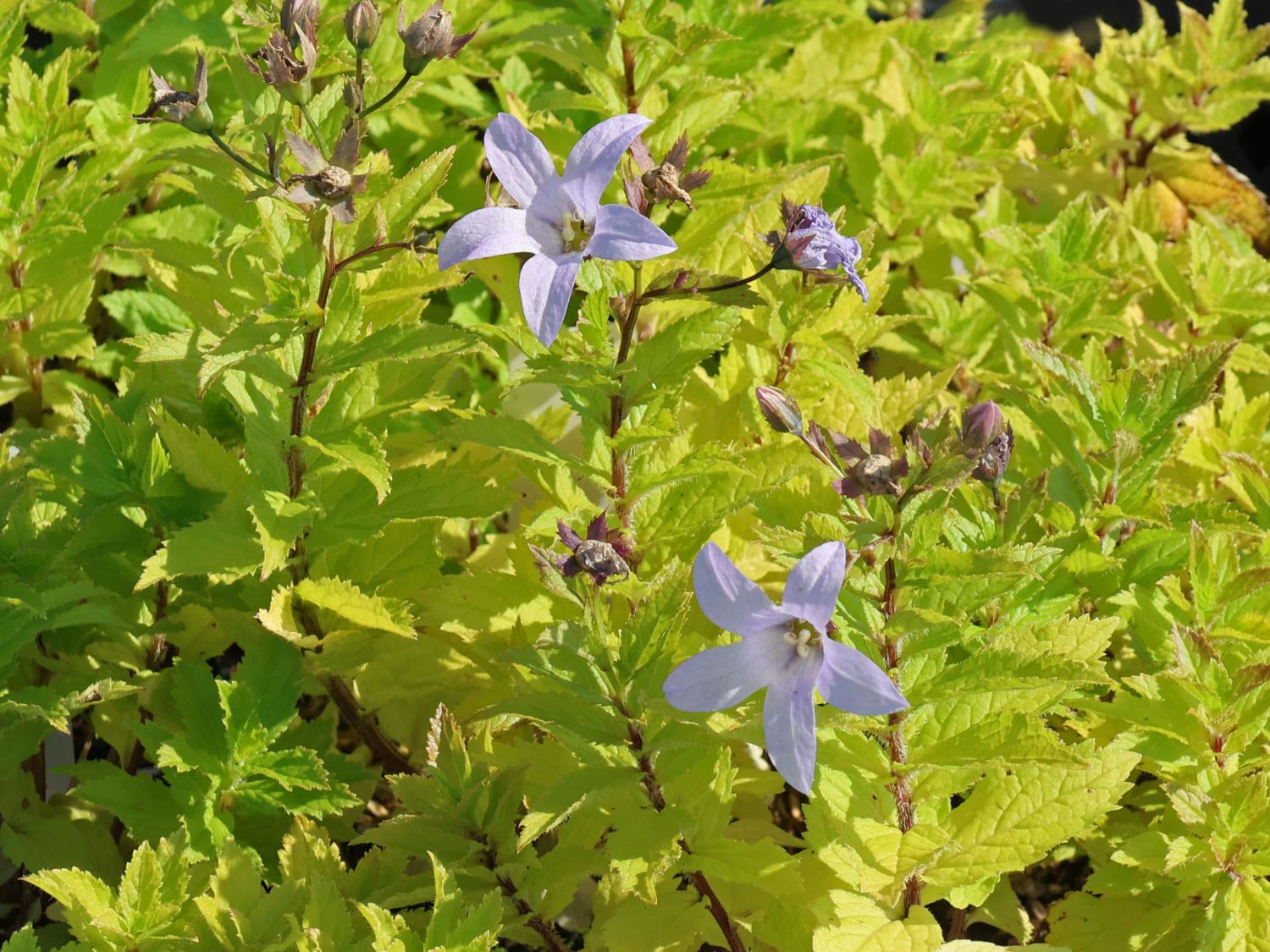 Dolden-Glockenblume 'Senior' - Campanula lactiflora 'Senior'