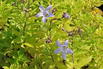 Dolden-Glockenblume 'Senior' - Campanula lactiflora 'Senior'