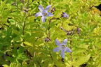Dolden-Glockenblume 'Senior' - Campanula lactiflora 'Senior'