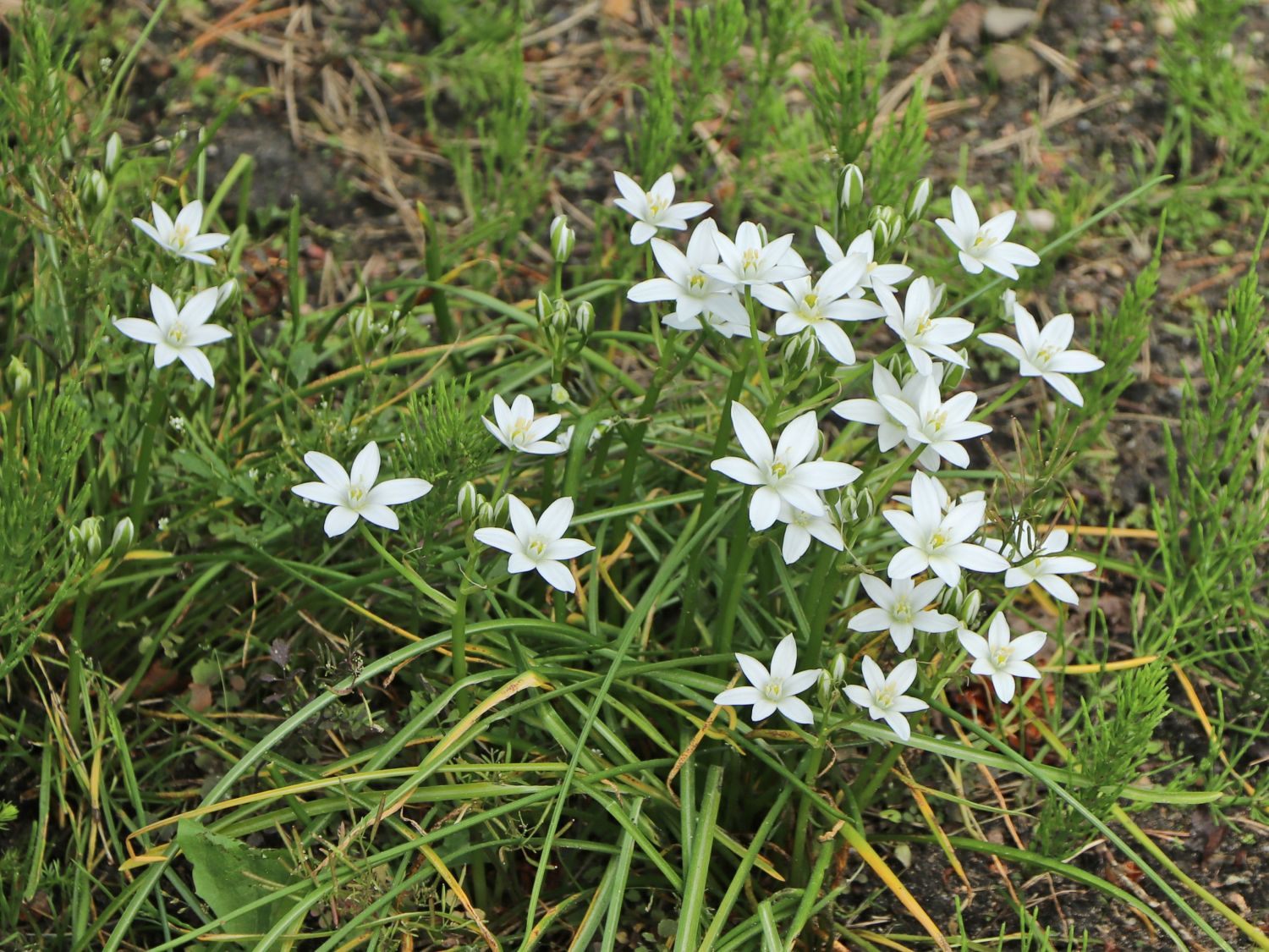 Milchsterne (Ornithogalum)