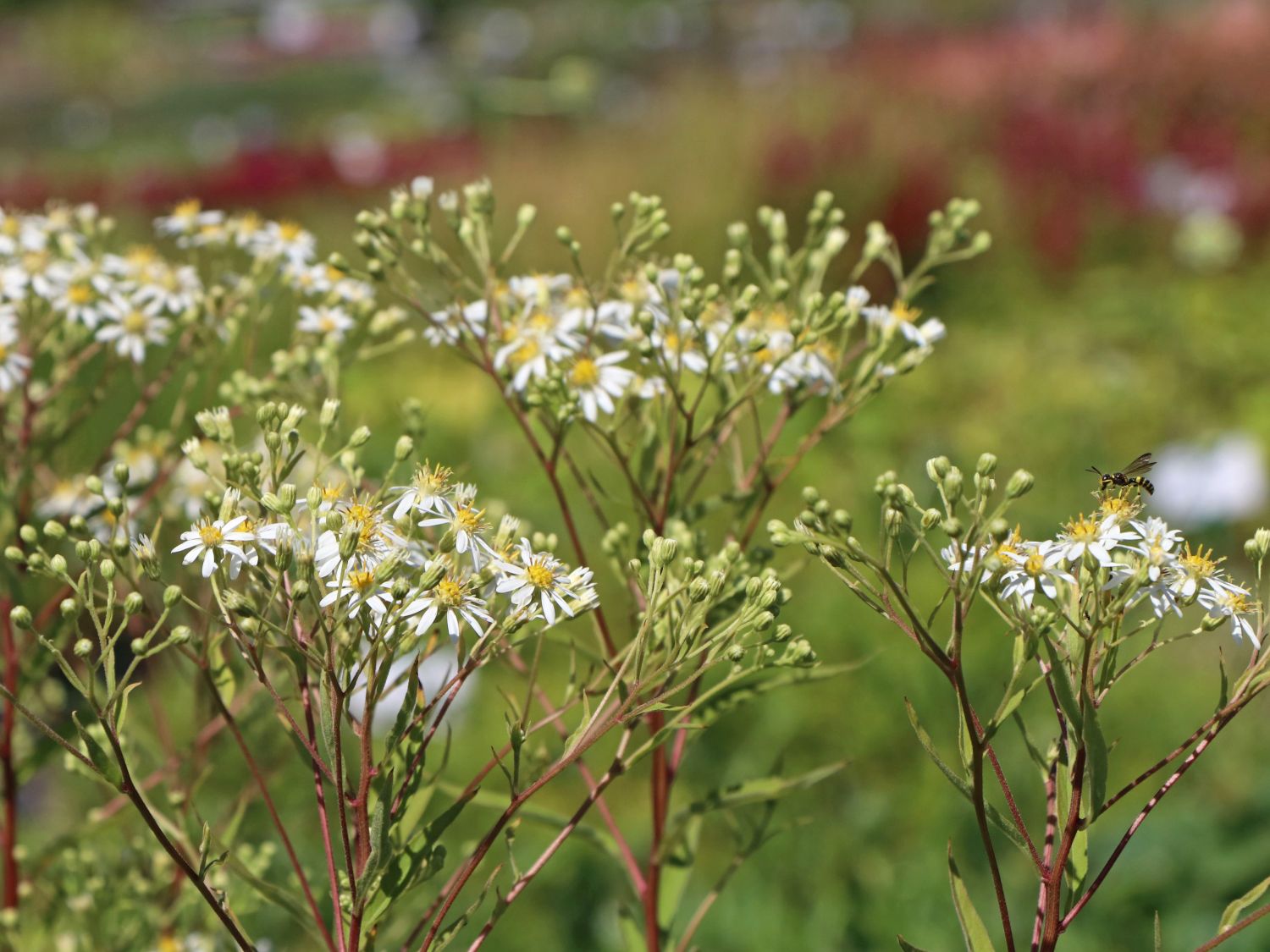Doldige-Aster 'Weißer Schirm'