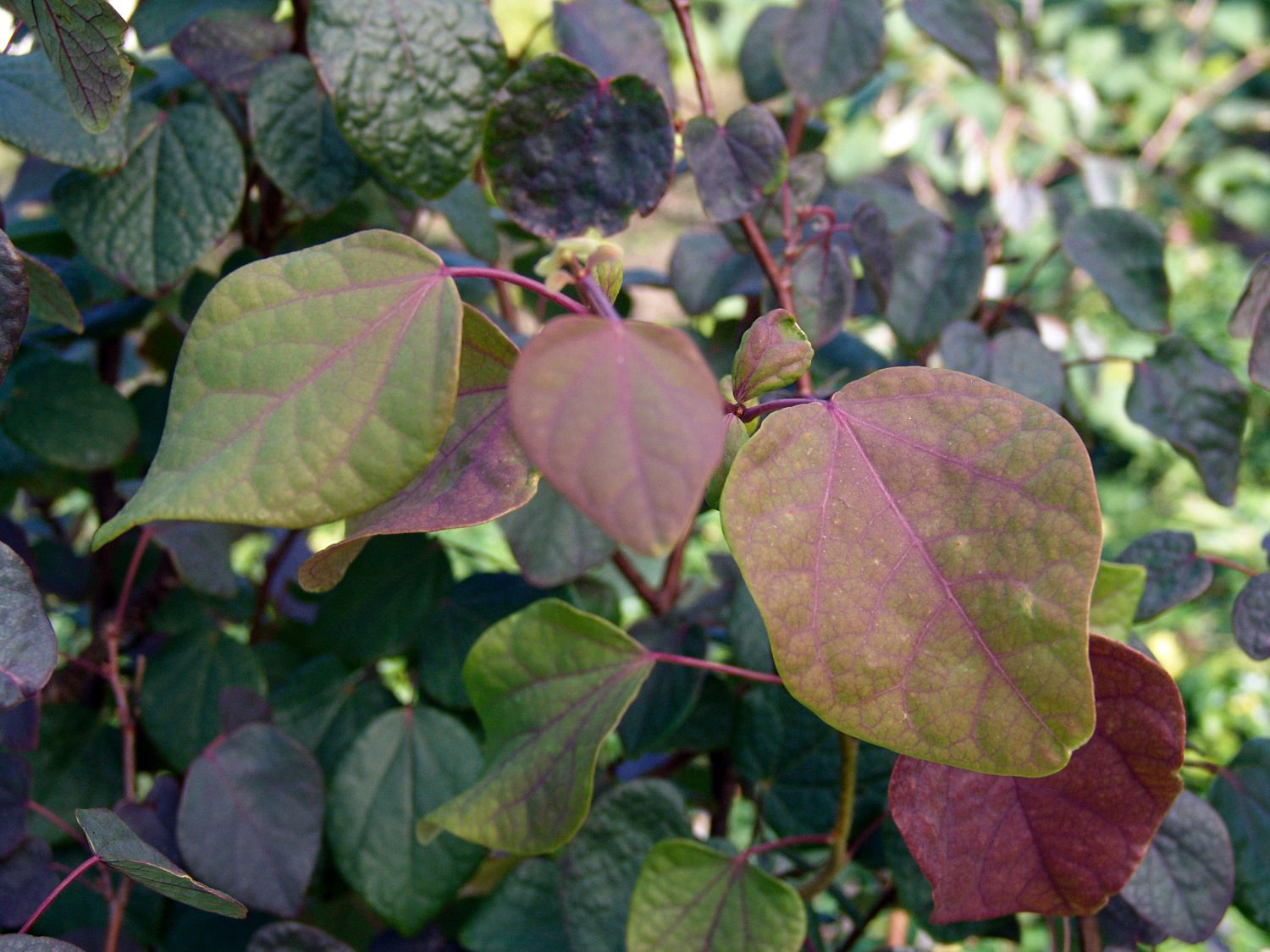 Disanthus (Disanthus)