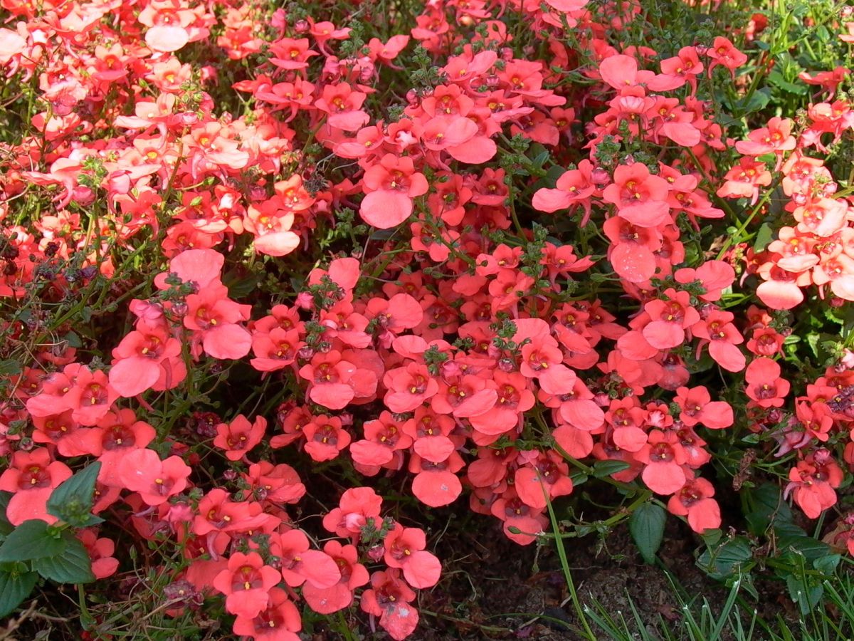 Elfensporn (Diascia)