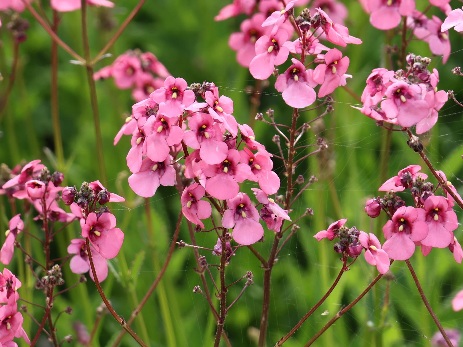 Doppelhörnchen 'Hopley's' - Diascia personata 'Hopley's'