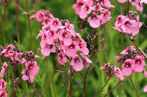 Doppelhörnchen 'Hopley's' - Diascia personata 'Hopley's'