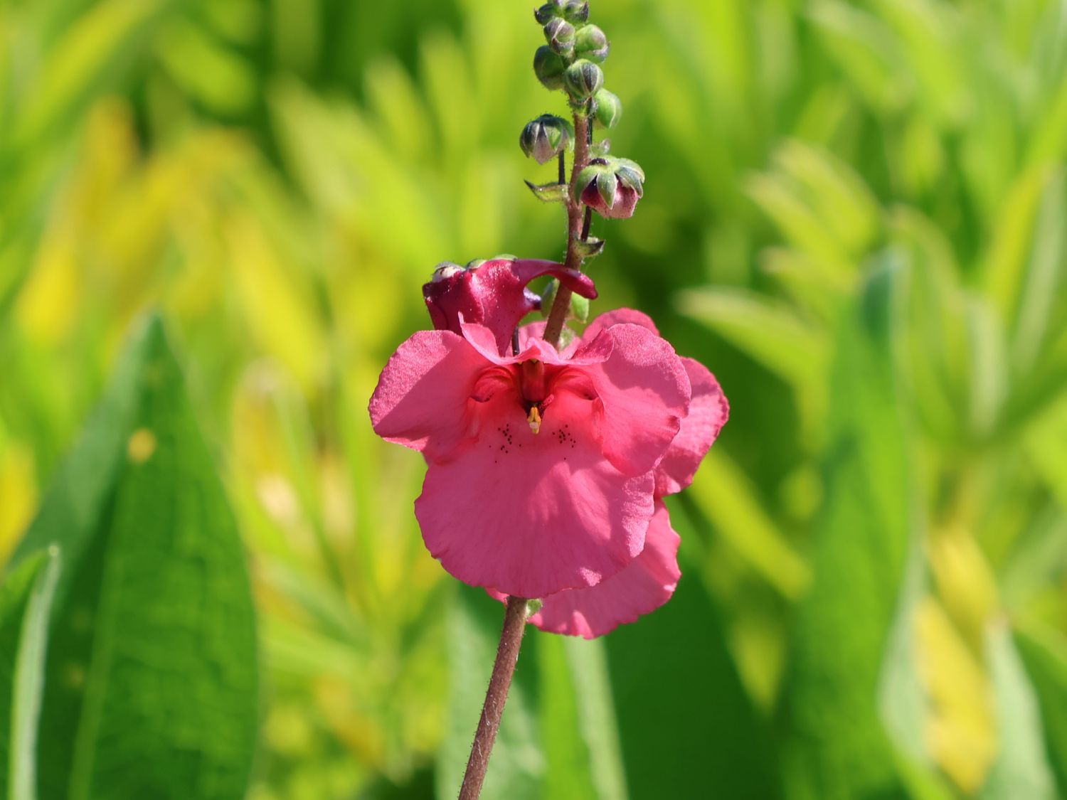 Doppelhörnchen 'Ruby Field' - Diascia barberae 'Ruby Field'