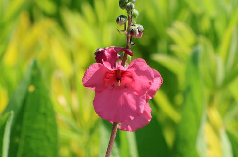 Doppelhörnchen 'Ruby Field' - Diascia barberae 'Ruby Field'