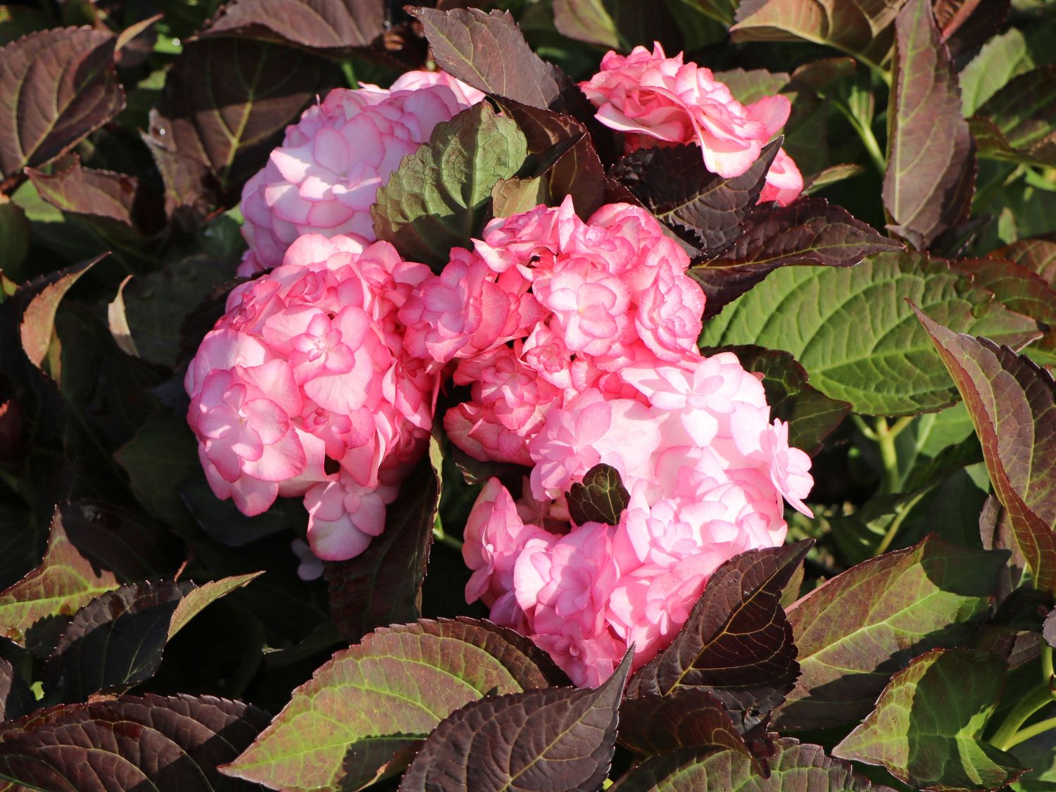 Doppelt gefüllte Ballhortensie You & Me 'Miss Saori' (Rosa) - Hydrangea macrophylla 'Miss Saori' (Rosa)