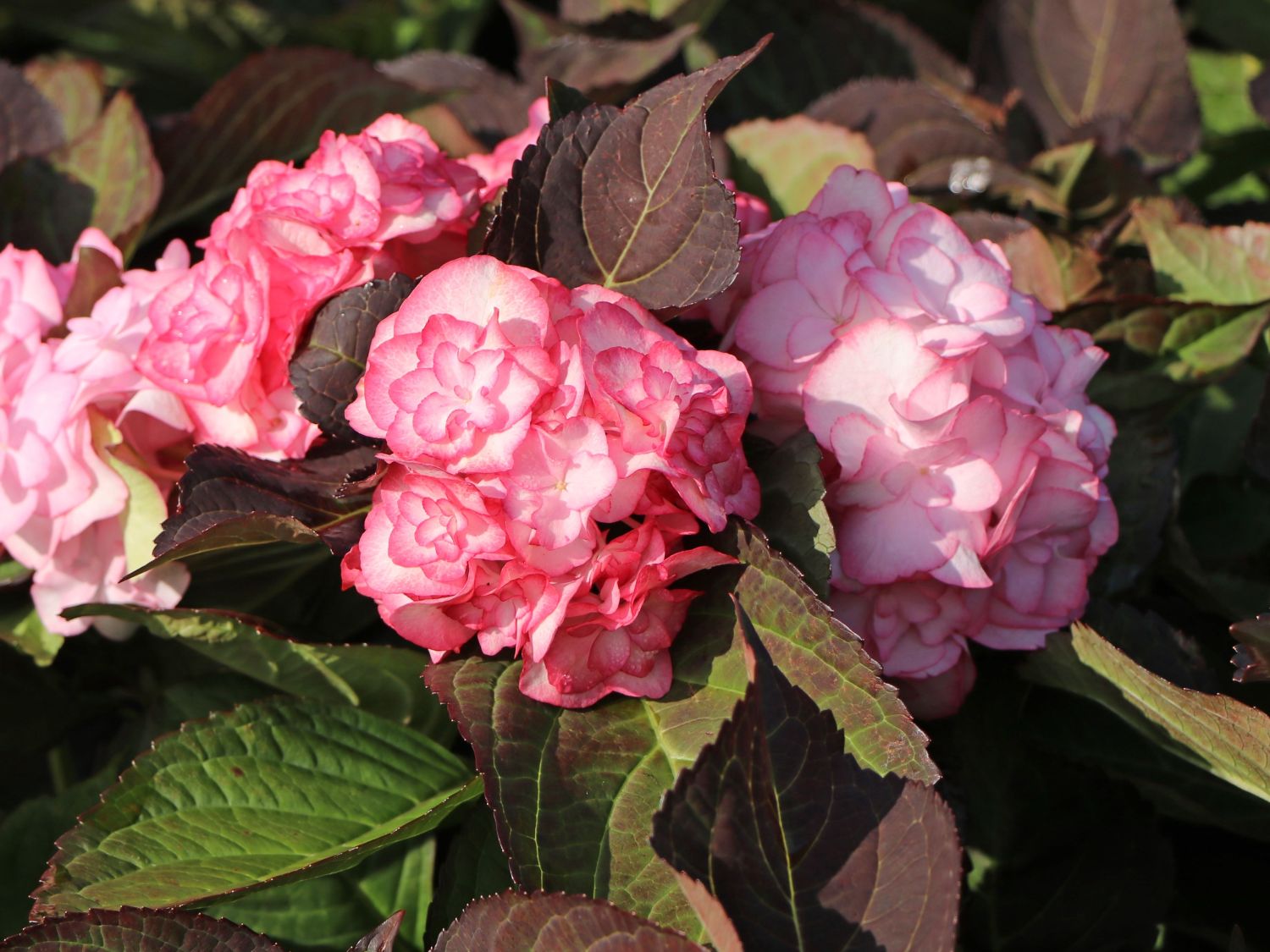 Doppelt gefüllte Ballhortensie You & Me 'Miss Saori' (Rosa) - Hydrangea macrophylla 'Miss Saori' (Rosa)
