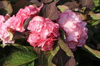 Doppelt gefüllte Ballhortensie You & Me 'Miss Saori' (Rosa) - Hydrangea macrophylla 'Miss Saori' (Rosa)