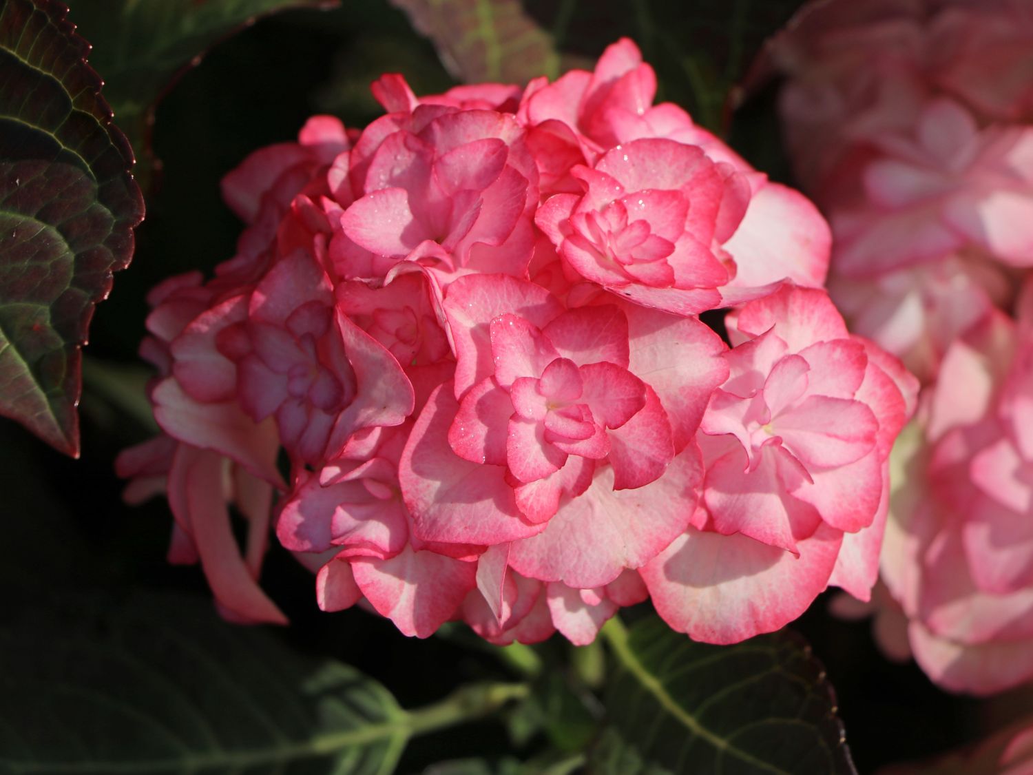 Doppelt gefüllte Ballhortensie You & Me 'Miss Saori' (Rosa) - Hydrangea macrophylla 'Miss Saori' (Rosa)