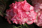 Doppelt gefüllte Ballhortensie You & Me 'Miss Saori' (Rosa) - Hydrangea macrophylla 'Miss Saori' (Rosa)
