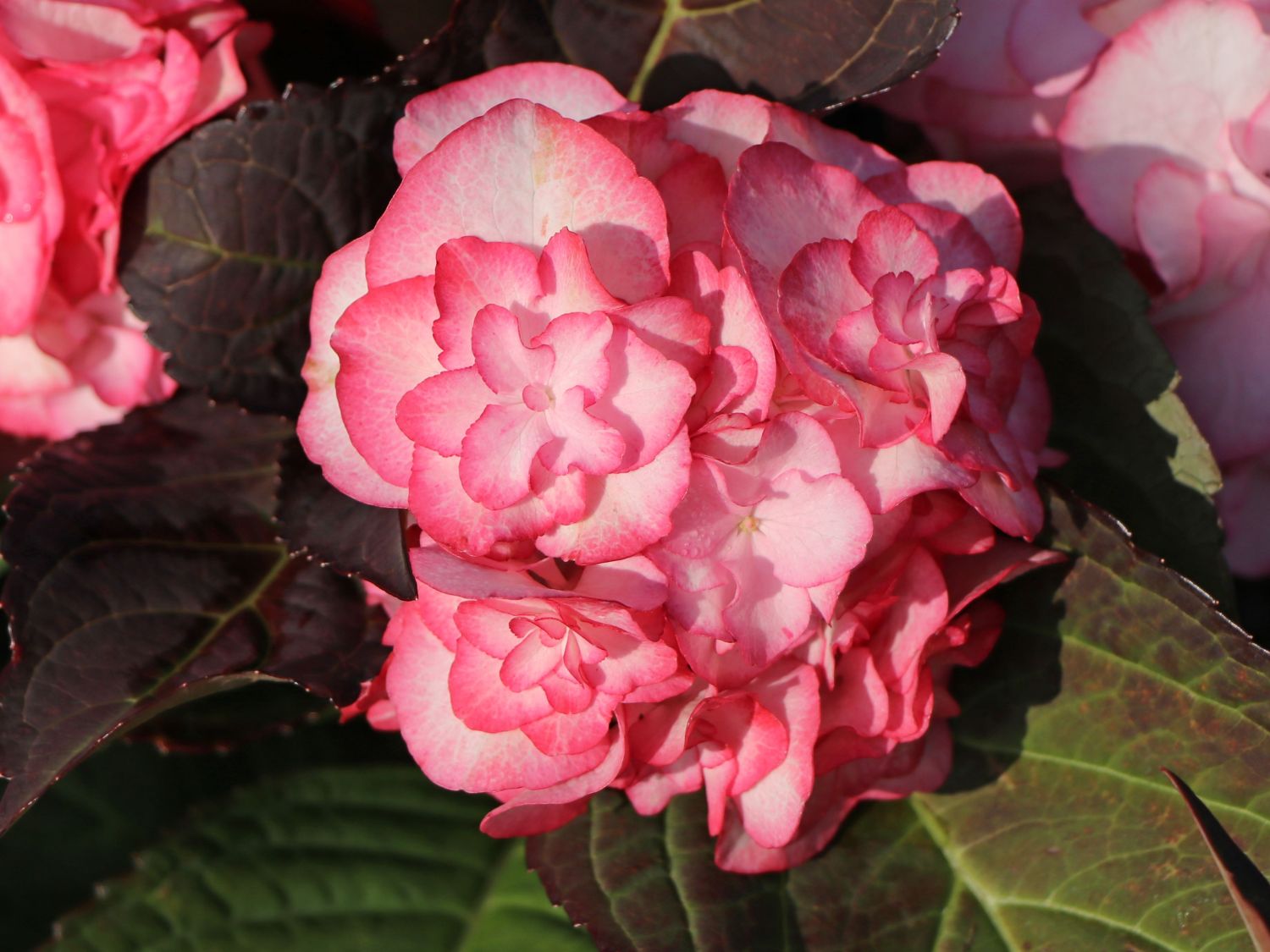 Doppelt gefüllte Ballhortensie You & Me 'Miss Saori' (Rosa) - Hydrangea macrophylla 'Miss Saori' (Rosa)