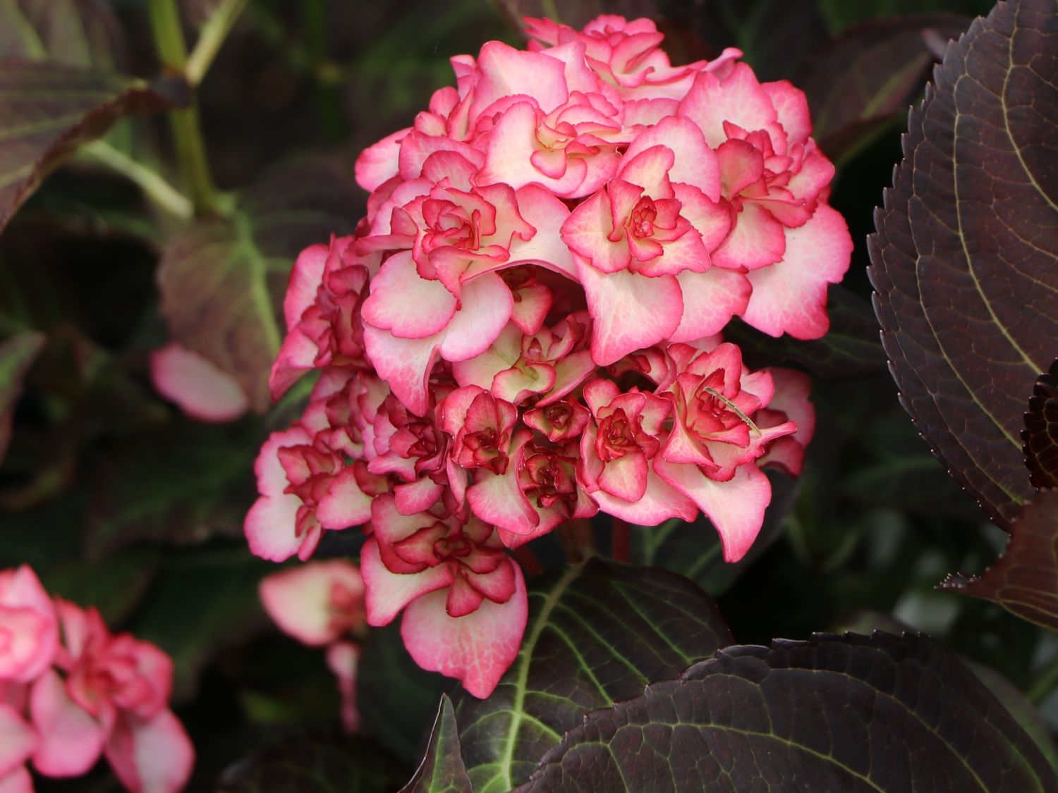 Doppelt gefüllte Ballhortensie You & Me 'Miss Saori' (Rosa) - Hydrangea macrophylla 'Miss Saori' (Rosa)