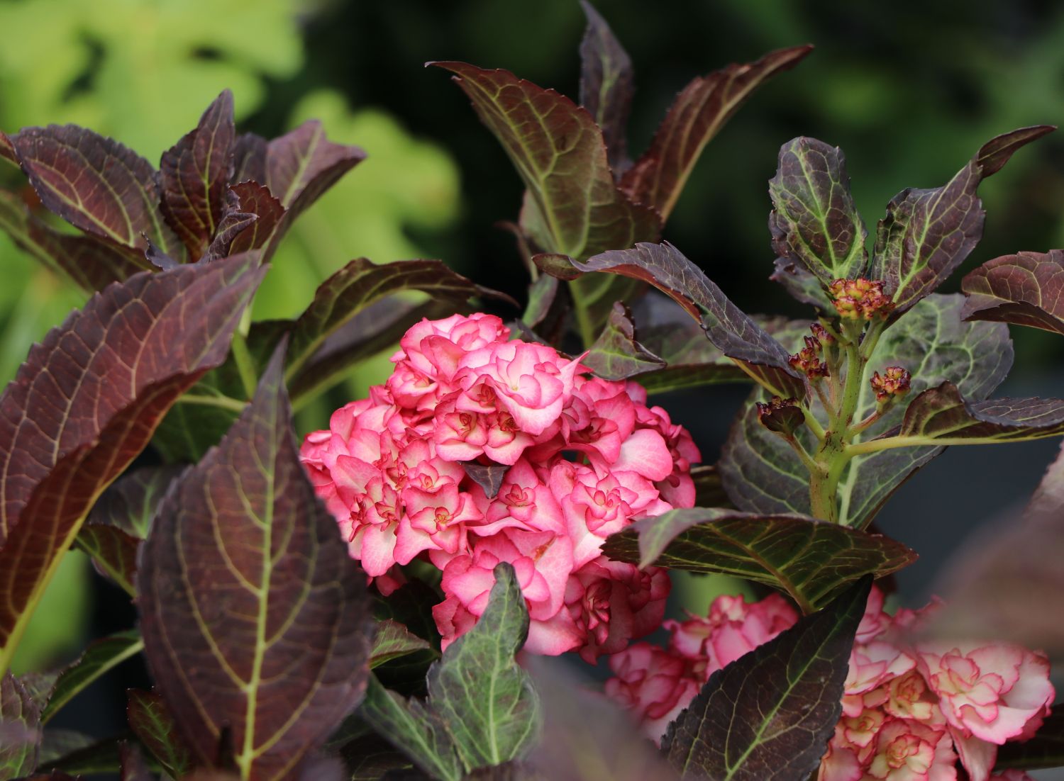 Doppelt gefüllte Ballhortensie You & Me 'Miss Saori' (Rosa) - Hydrangea macrophylla 'Miss Saori' (Rosa)