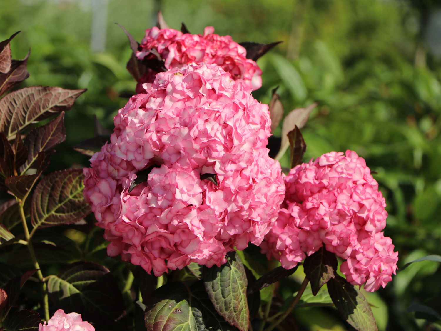 Doppelt gefüllte Ballhortensie You & Me 'Miss Saori' (Rosa) - Hydrangea macrophylla 'Miss Saori' (Rosa)