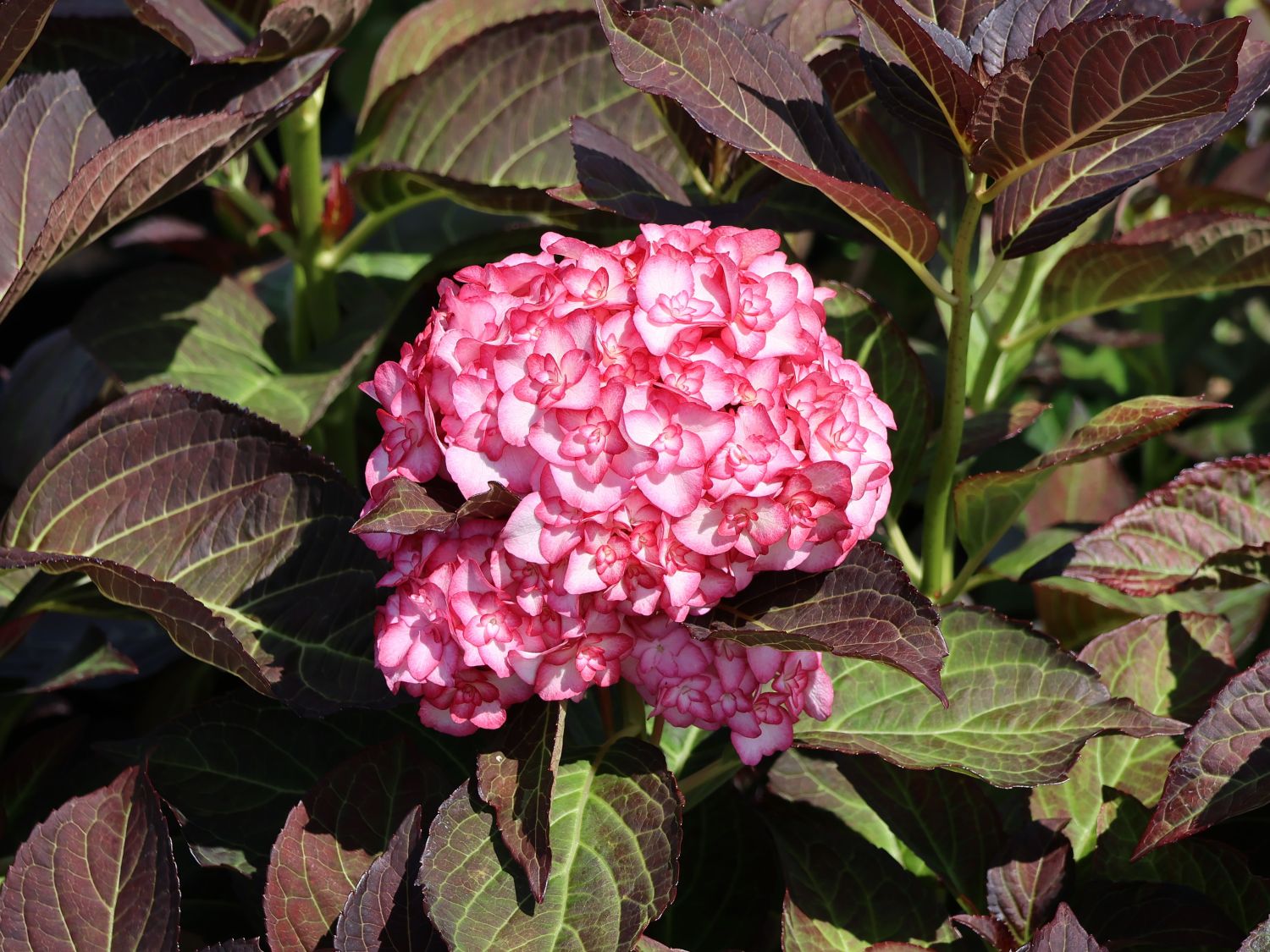 Doppelt gefüllte Ballhortensie You & Me 'Miss Saori' (Rosa) - Hydrangea macrophylla 'Miss Saori' (Rosa)