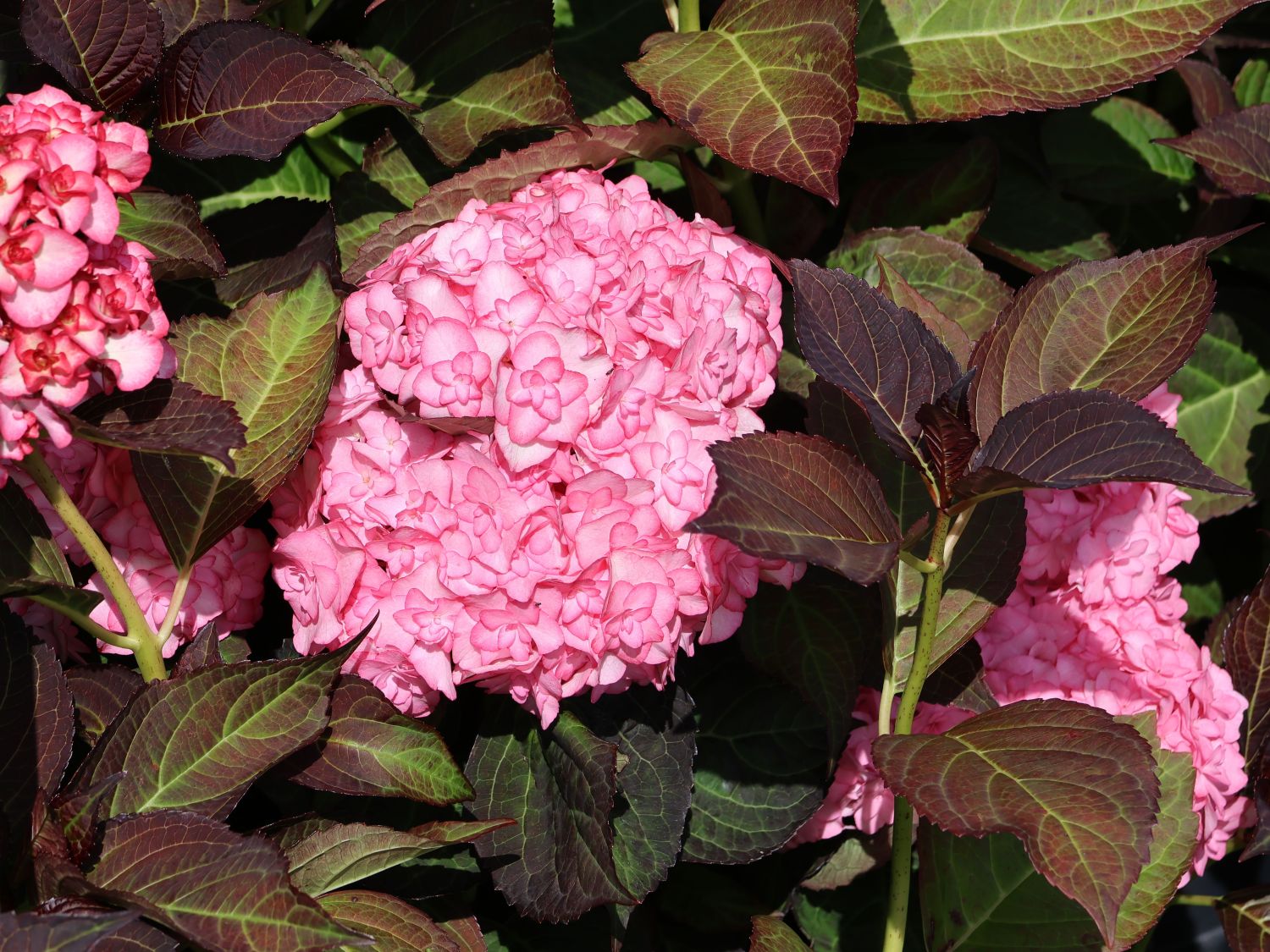Doppelt gefüllte Ballhortensie You & Me 'Miss Saori' (Rosa) - Hydrangea macrophylla 'Miss Saori' (Rosa)
