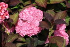 Doppelt gefüllte Ballhortensie You & Me 'Miss Saori' (Rosa) - Hydrangea macrophylla 'Miss Saori' (Rosa)