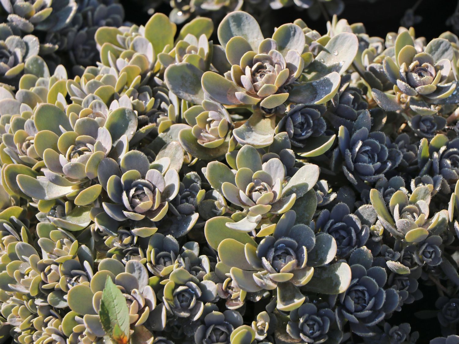 Sternwurzen (Orostachys)