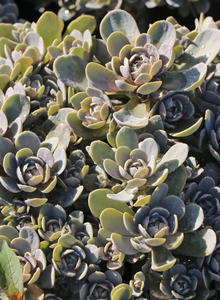 Sternwurzen (Orostachys)