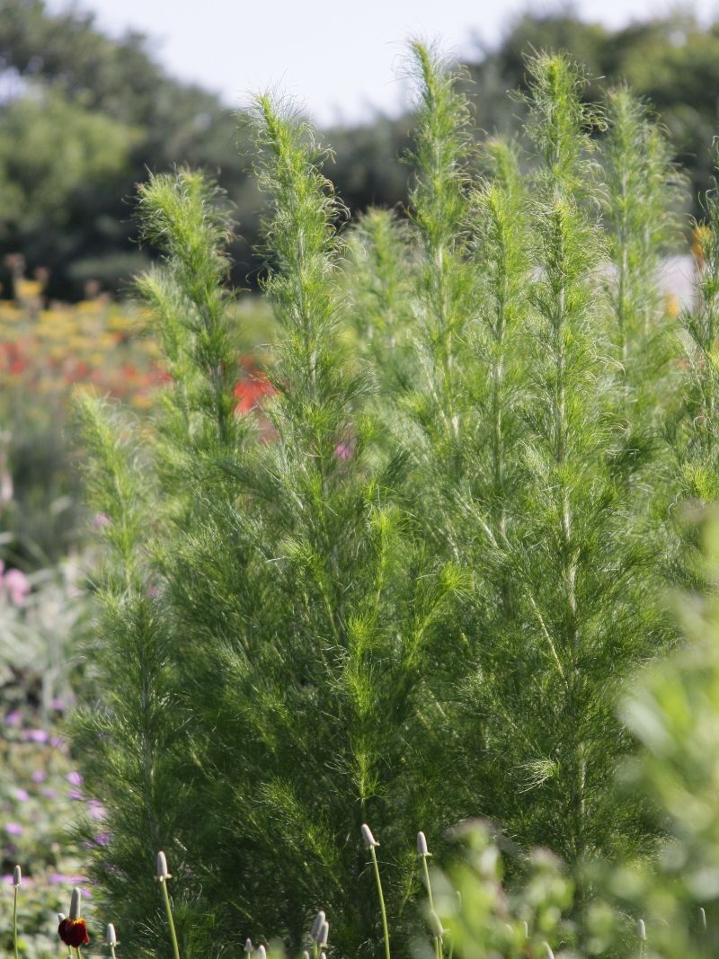 Haarblättriger Wasserdost 'Elegant Plum'