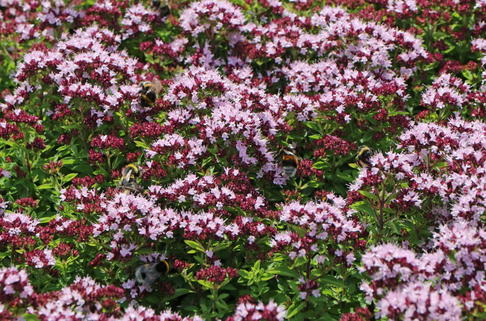 Dost 'Hot & Spicy' - Origanum vulgare 'Hot & Spicy'