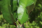 Drachenfrucht / Dragon Fruit / Chacam - Hylocereus undatus