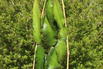 Drachenfrucht / Dragon Fruit / Chacam - Hylocereus undatus