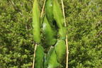 Drachenfrucht / Dragon Fruit / Chacam - Hylocereus undatus