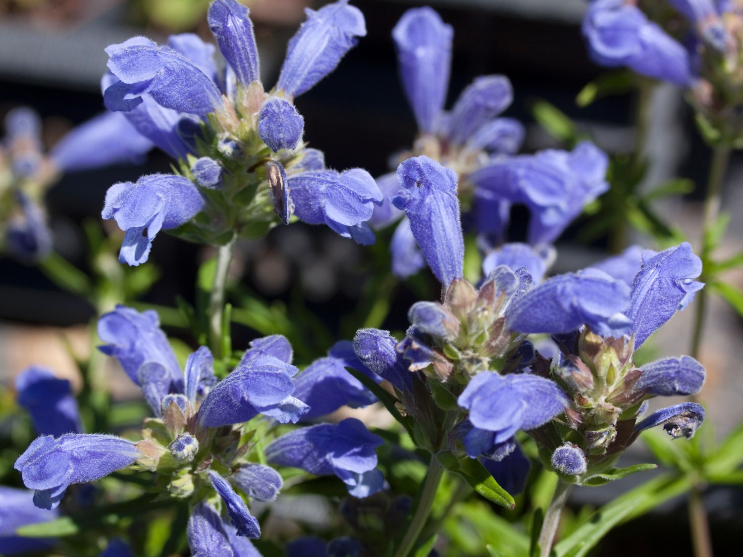 Drachenköpfe (Dracocephalum)