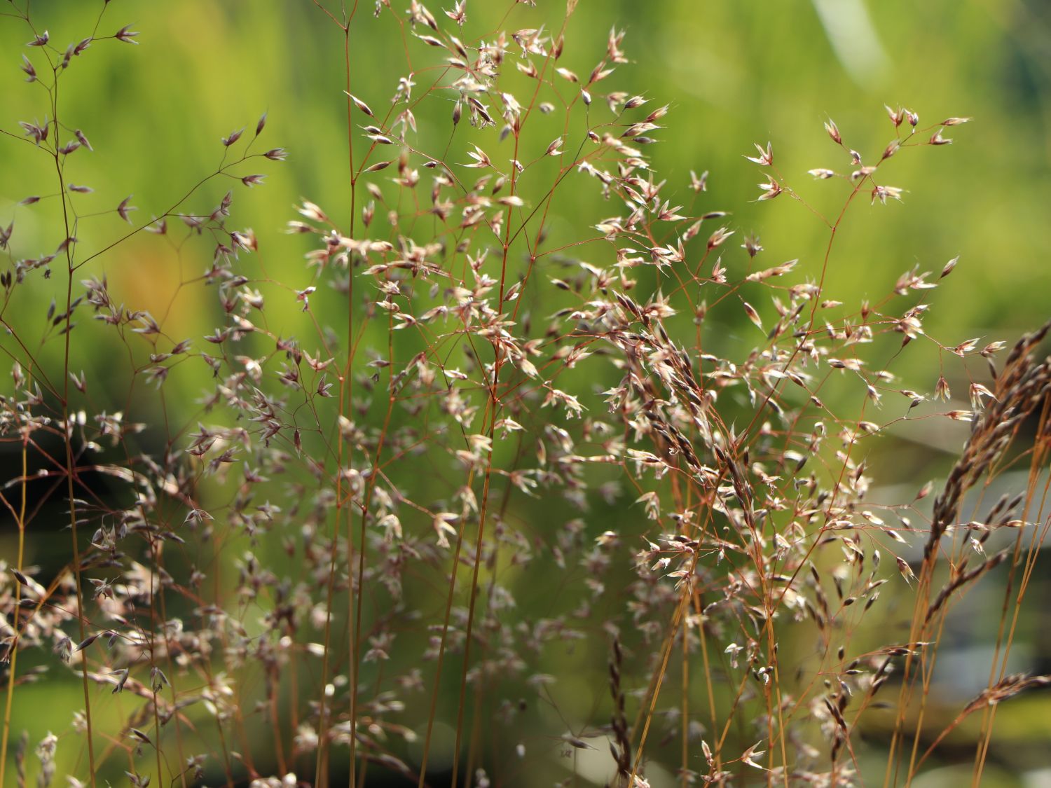 Draht-Schmiele 'Tatra Gold' - Deschampsia flexuosa 'Tatra Gold'