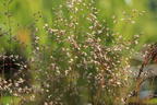 Draht-Schmiele 'Tatra Gold' - Deschampsia flexuosa 'Tatra Gold'