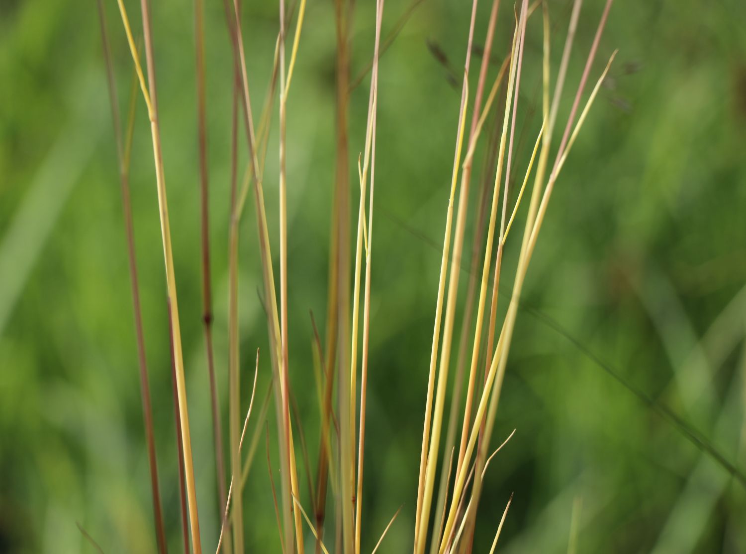 Draht-Schmiele 'Tatra Gold' - Deschampsia flexuosa 'Tatra Gold'