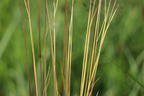 Draht-Schmiele 'Tatra Gold' - Deschampsia flexuosa 'Tatra Gold'