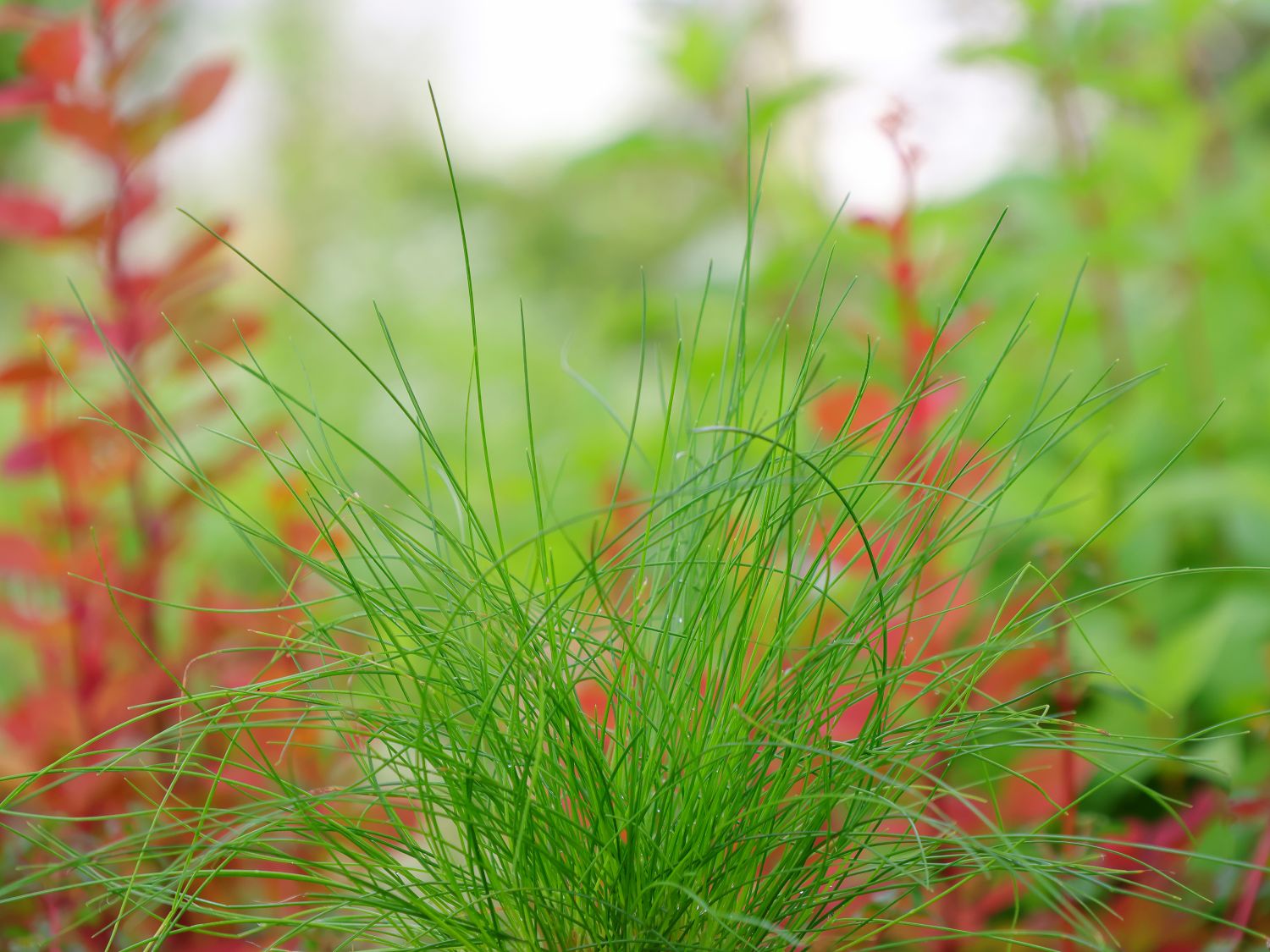 Drahtschmiele - Deschampsia flexuosa