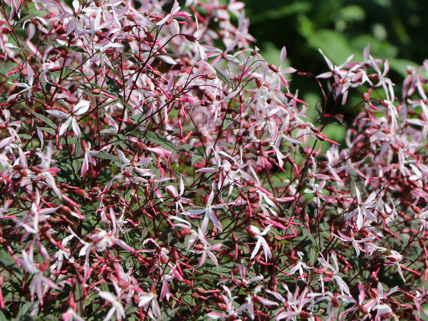 Dreiblattspiere 'Pink Profusion' - Gillenia trifoliata 'Pink Profusion'