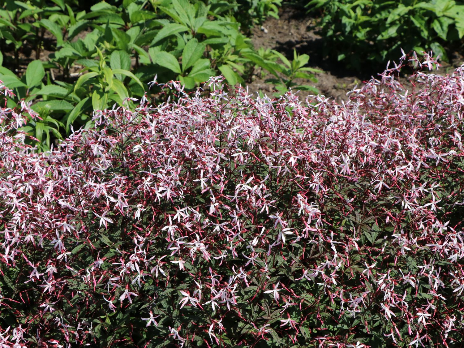 Dreiblattspiere 'Pink Profusion' - Gillenia trifoliata 'Pink Profusion'