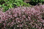 Dreiblattspiere 'Pink Profusion' - Gillenia trifoliata 'Pink Profusion'