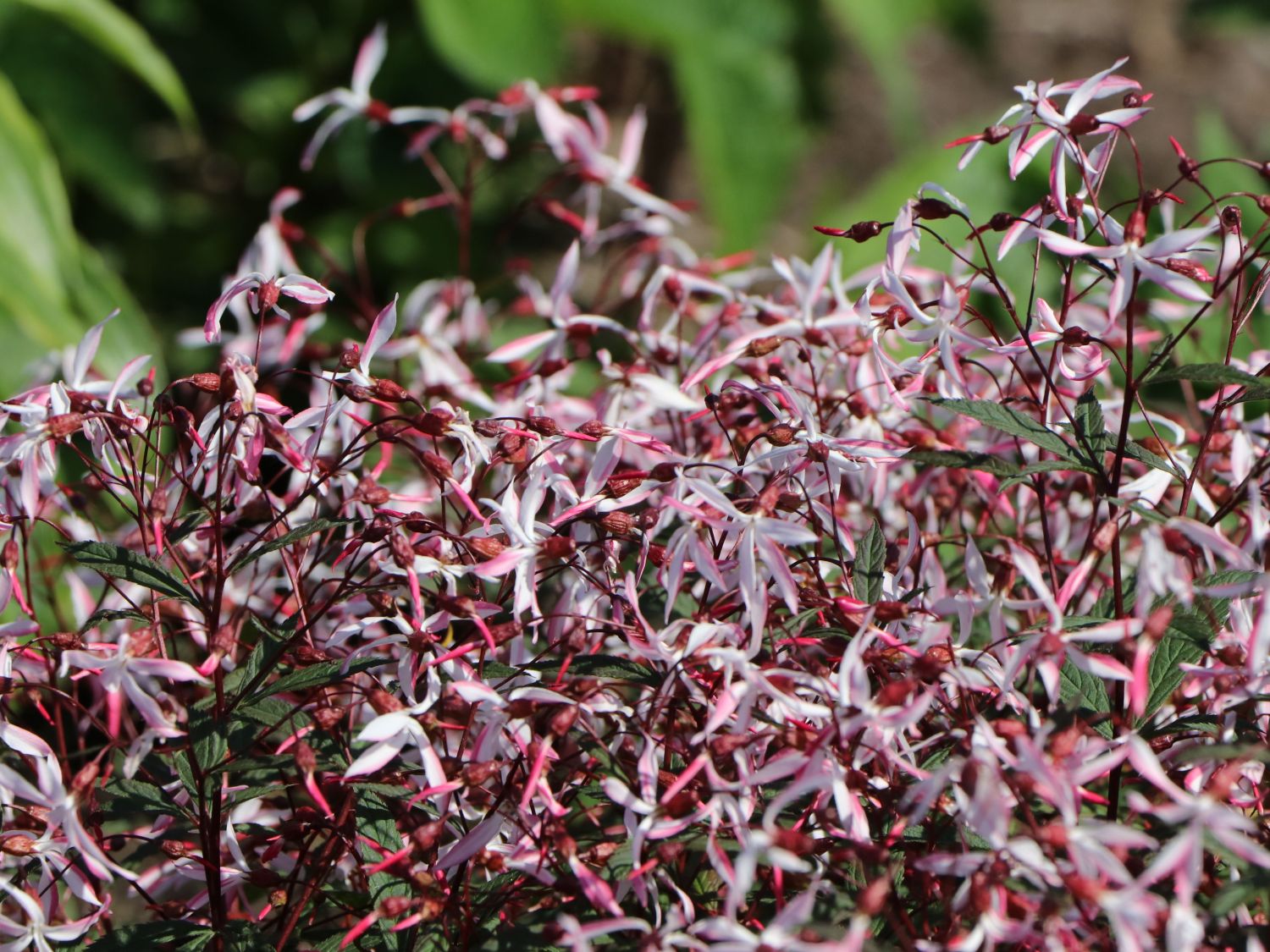 Dreiblattspiere 'Pink Profusion' - Gillenia trifoliata 'Pink Profusion'