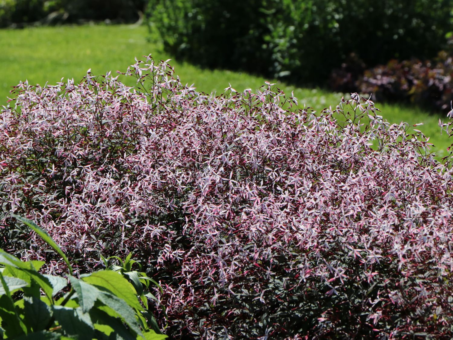Dreiblattspiere 'Pink Profusion' - Gillenia trifoliata 'Pink Profusion'