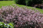 Dreiblattspiere 'Pink Profusion' - Gillenia trifoliata 'Pink Profusion'
