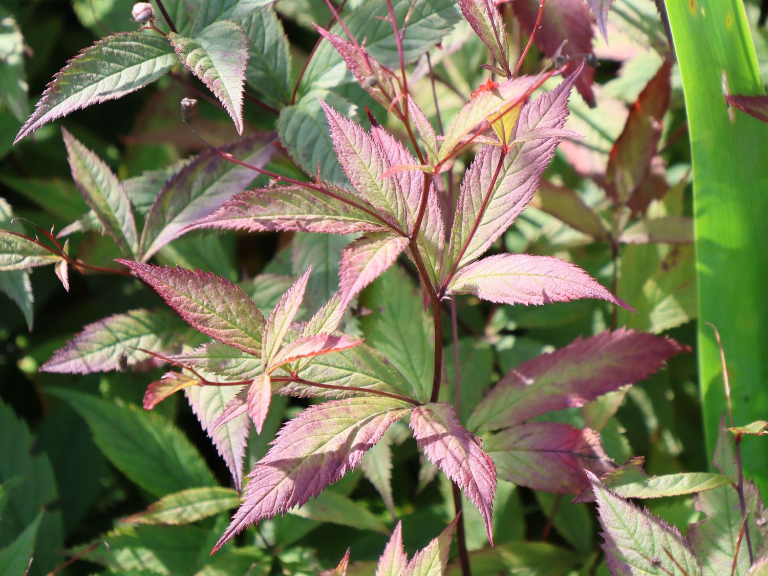 Dreiblattspiere 'Pink Profusion' - Gillenia trifoliata 'Pink Profusion'