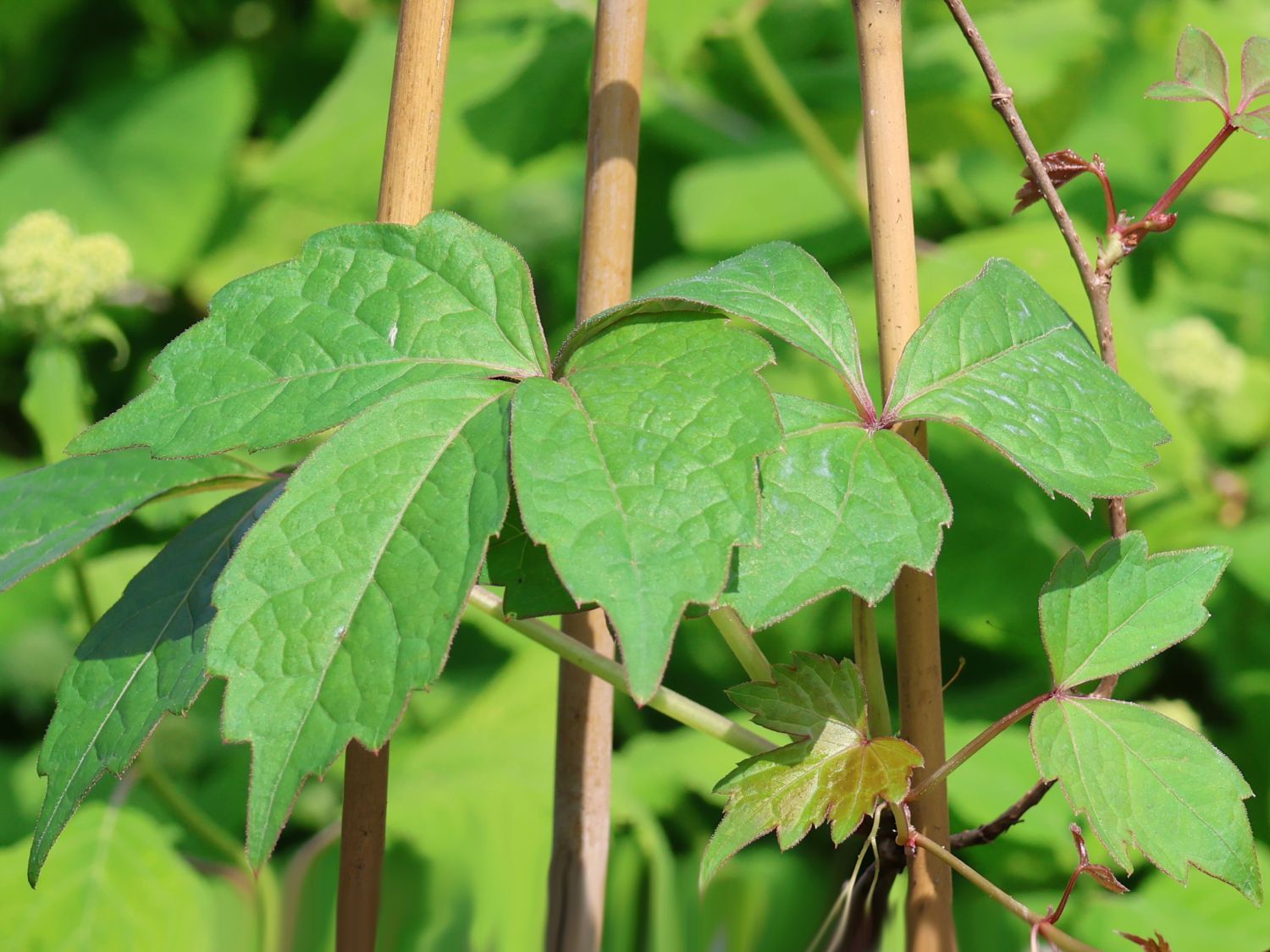 Dreilappige Jungfernrebe 'Green Spring' - Parthenocissus tricuspidata 'Green Spring'