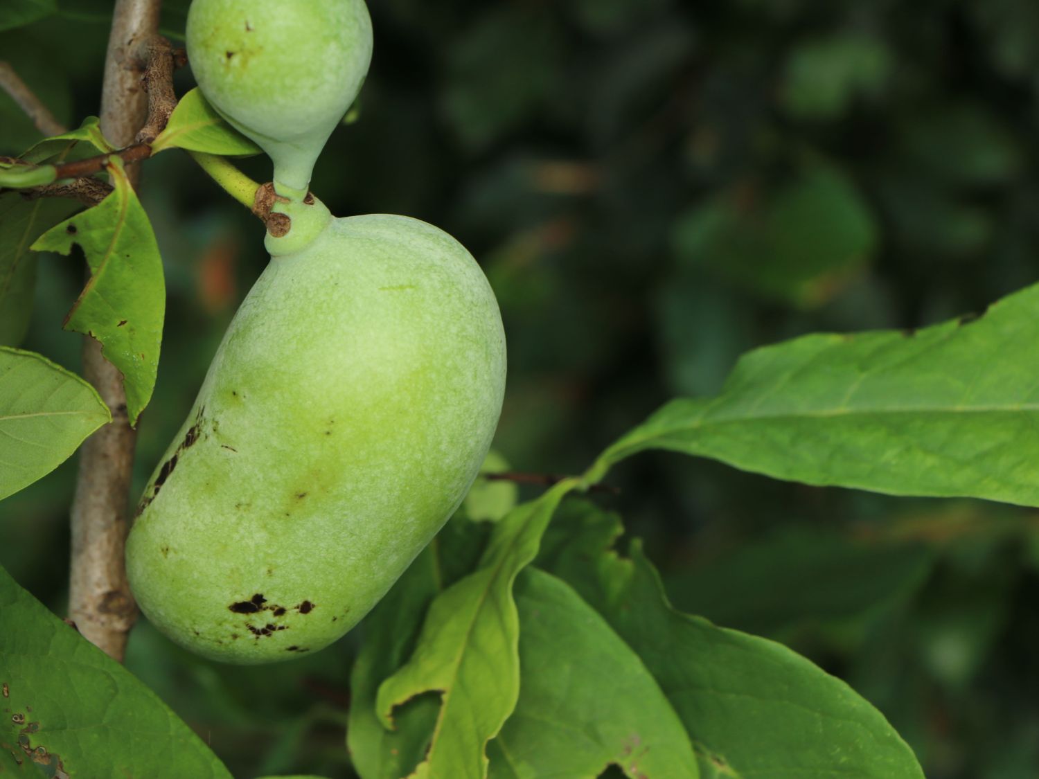 Dreilappige Papau / Indianerbanane Peterson Pawpaws ® 'Susquehanna ®' - Asimina triloba Peterson Pawpaw ® 'Susquehanna ®'