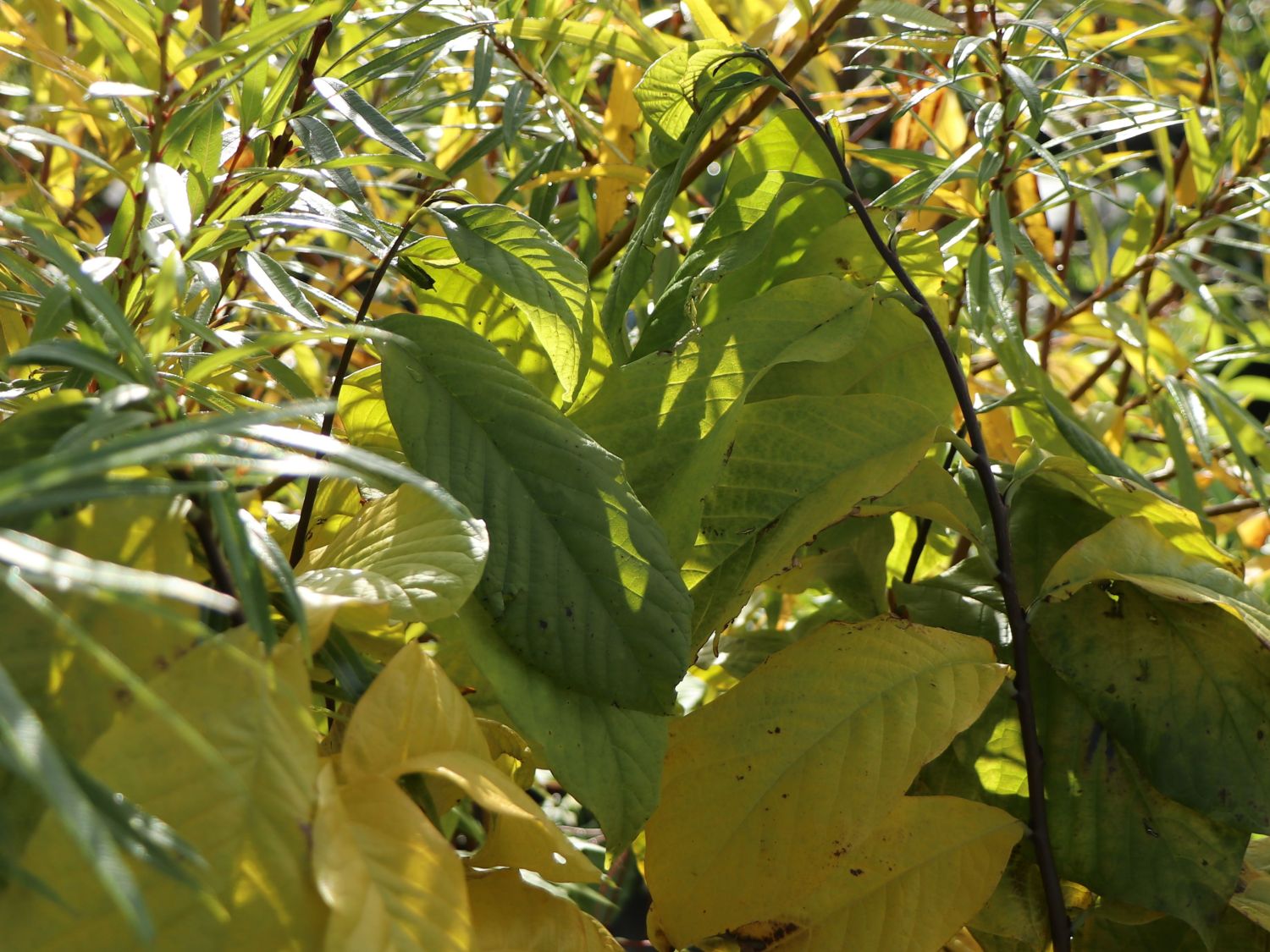 Dreilappige Papau / Indianerbanane Peterson Pawpaws ® 'Allegheny' ®