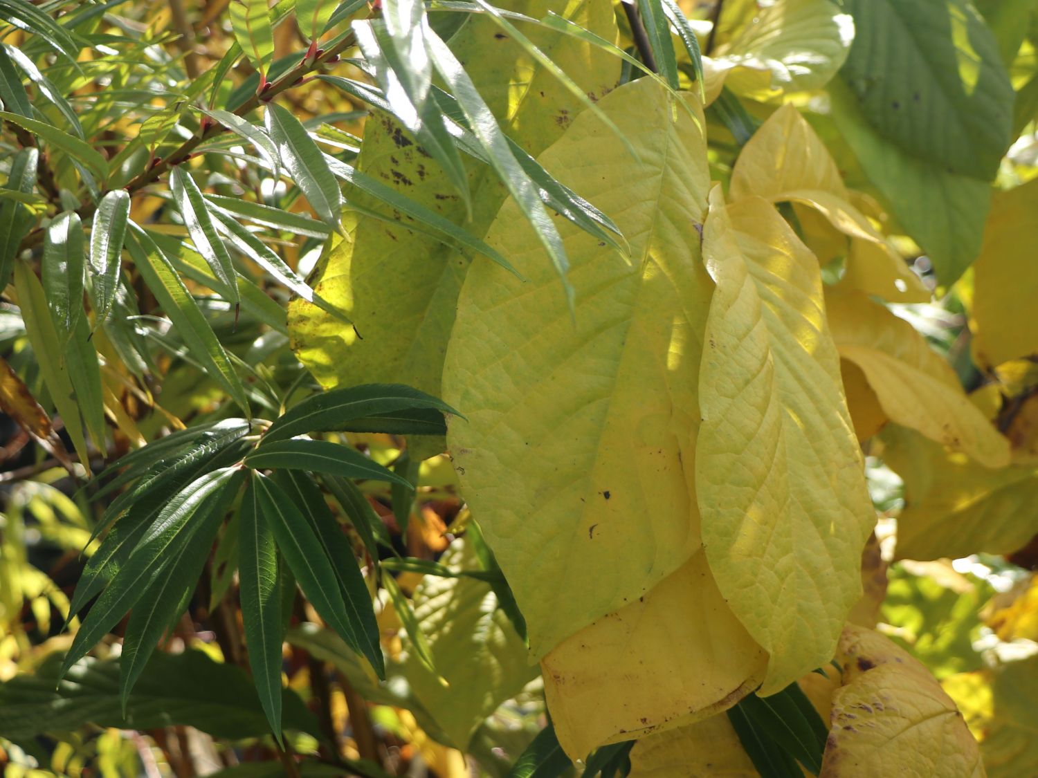 Dreilappige Papau / Indianerbanane Peterson Pawpaws ® 'Allegheny' ® - Asimina triloba Peterson Pawpaws ® 'Allegheny' ®