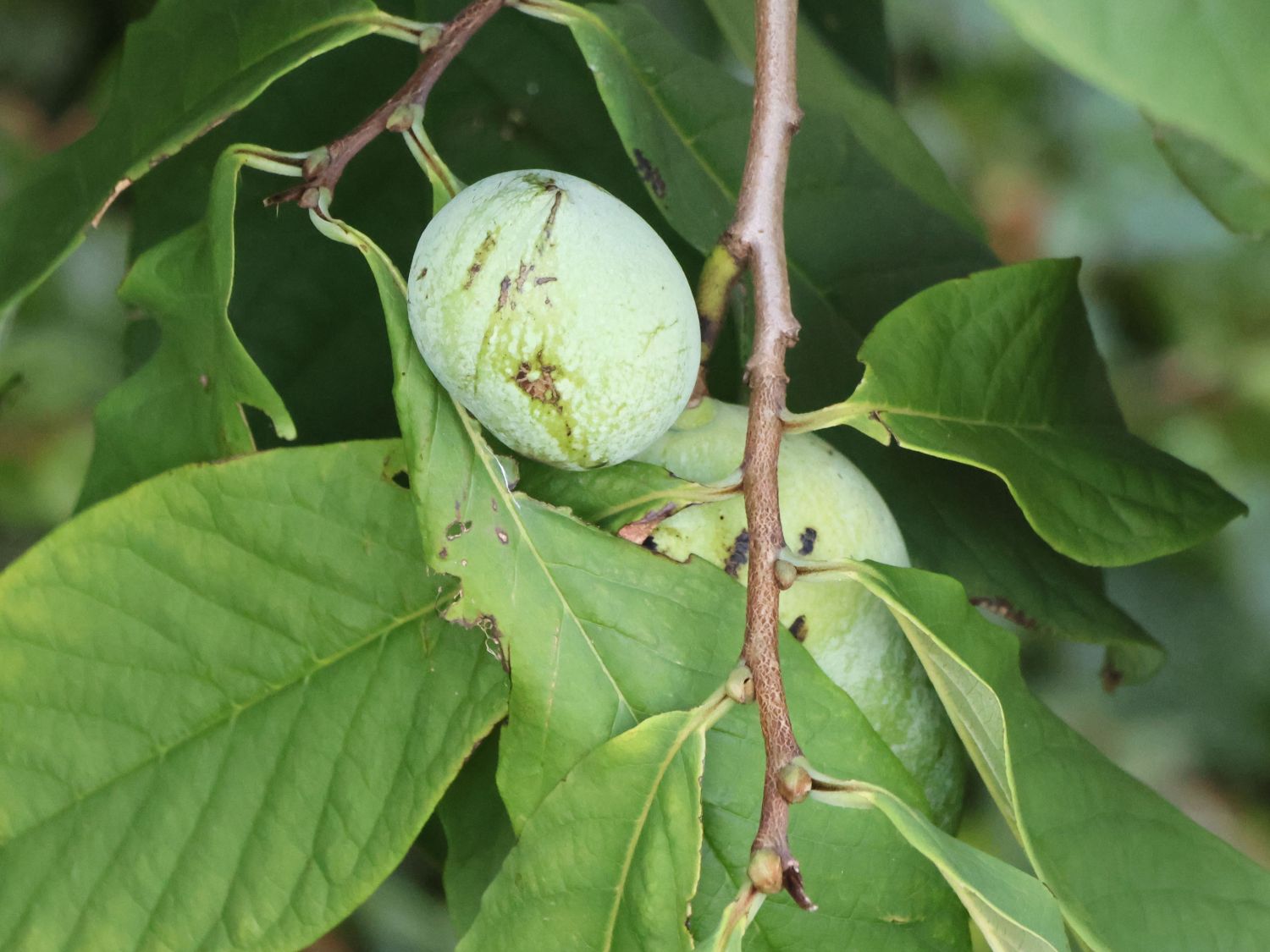 Dreilappige Papau / Indianerbanane Peterson Pawpaws ® 'Allegheny' ® - Asimina triloba Peterson Pawpaws ® 'Allegheny' ®